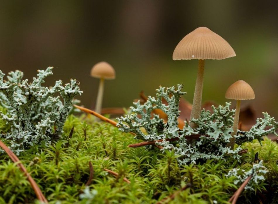 Flechten und Pilze: Worin liegen die Unterschiede?